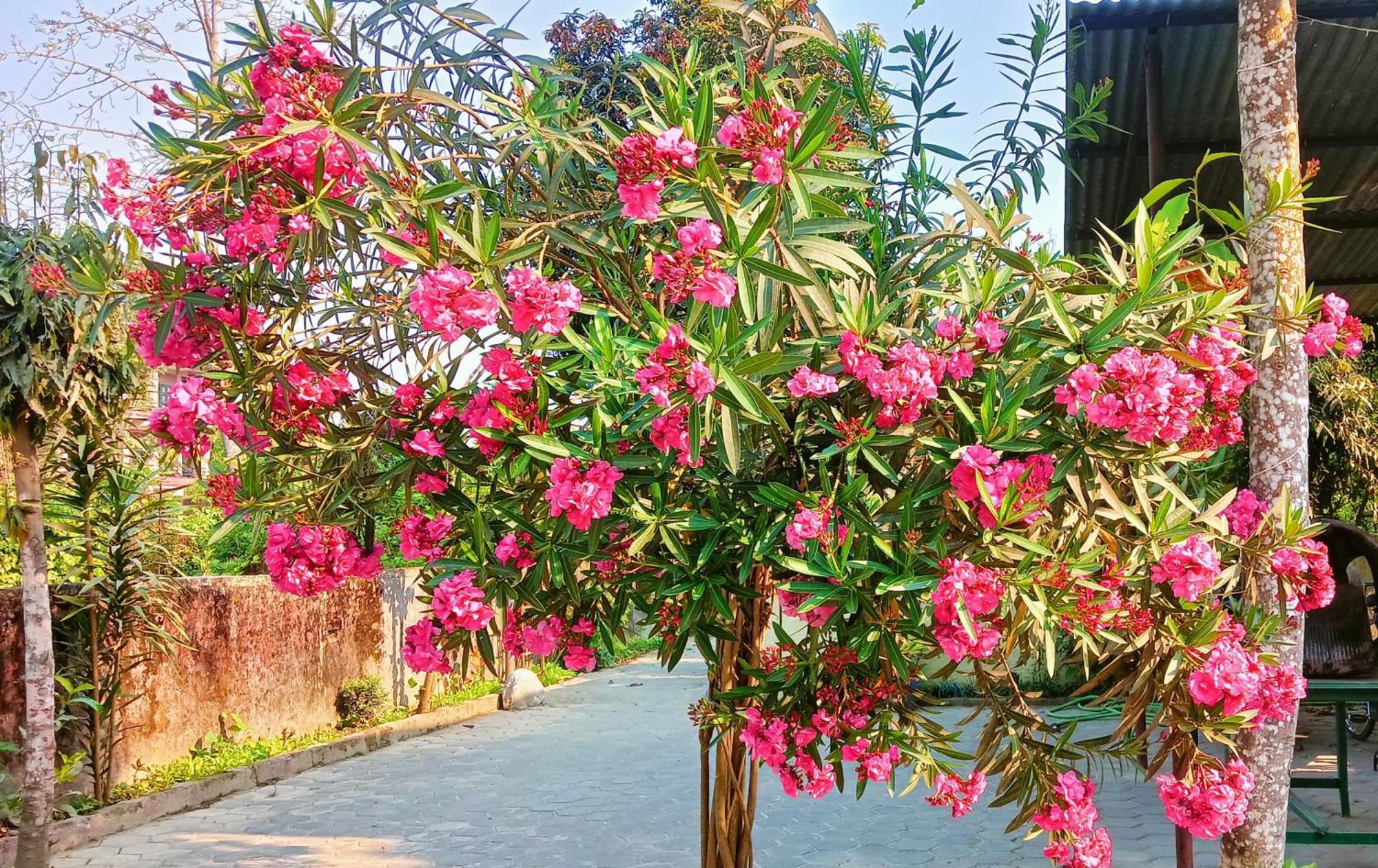 Hotel Butterfly Sauraha Bagian luar foto